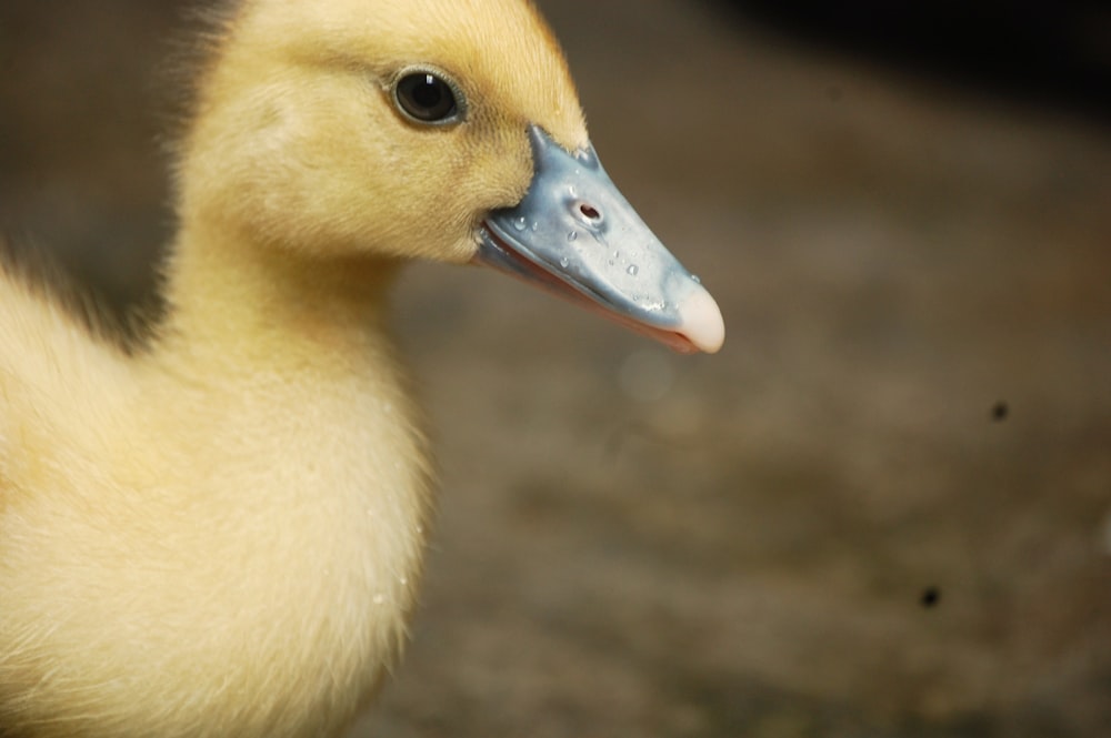 a duck with a blue beak