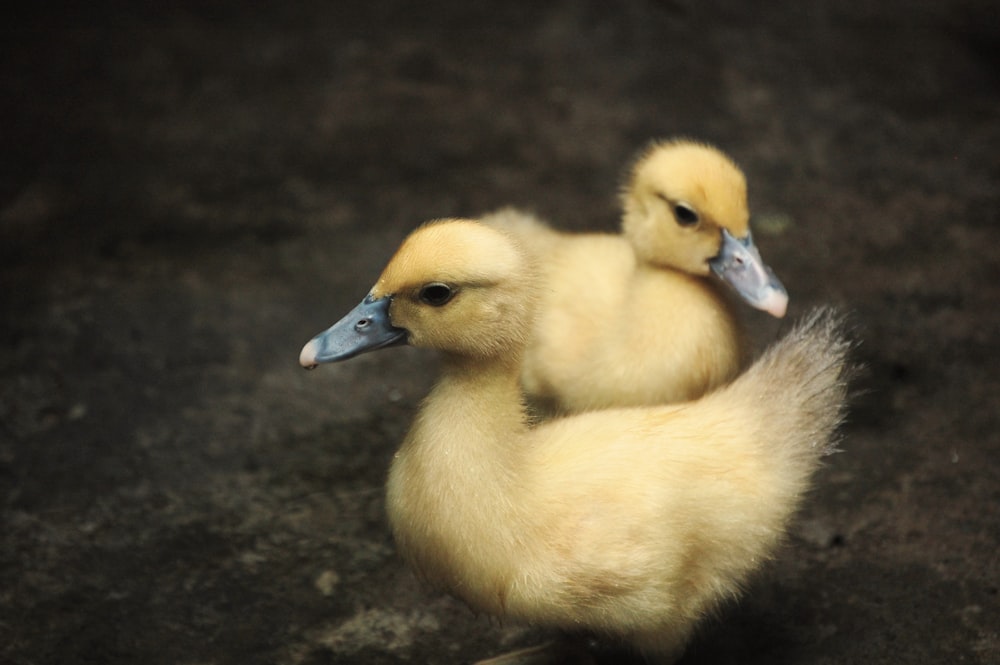 a couple of baby ducks