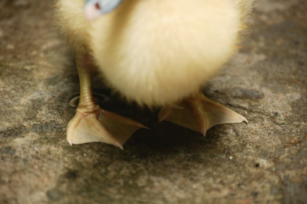 a chicken walking on the ground