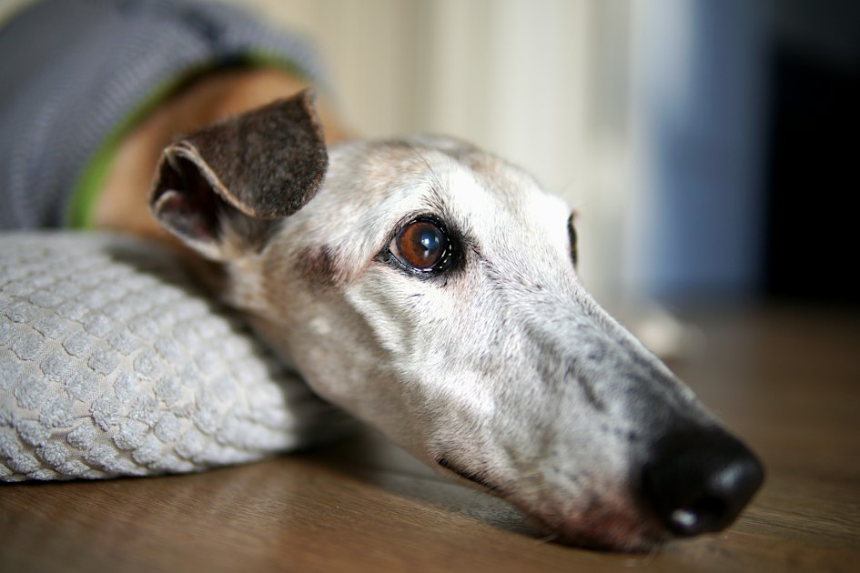 An elderly greyhound resting quietly on a floor, representing the growing population of senior pets in America and their heightened healthcare needs.