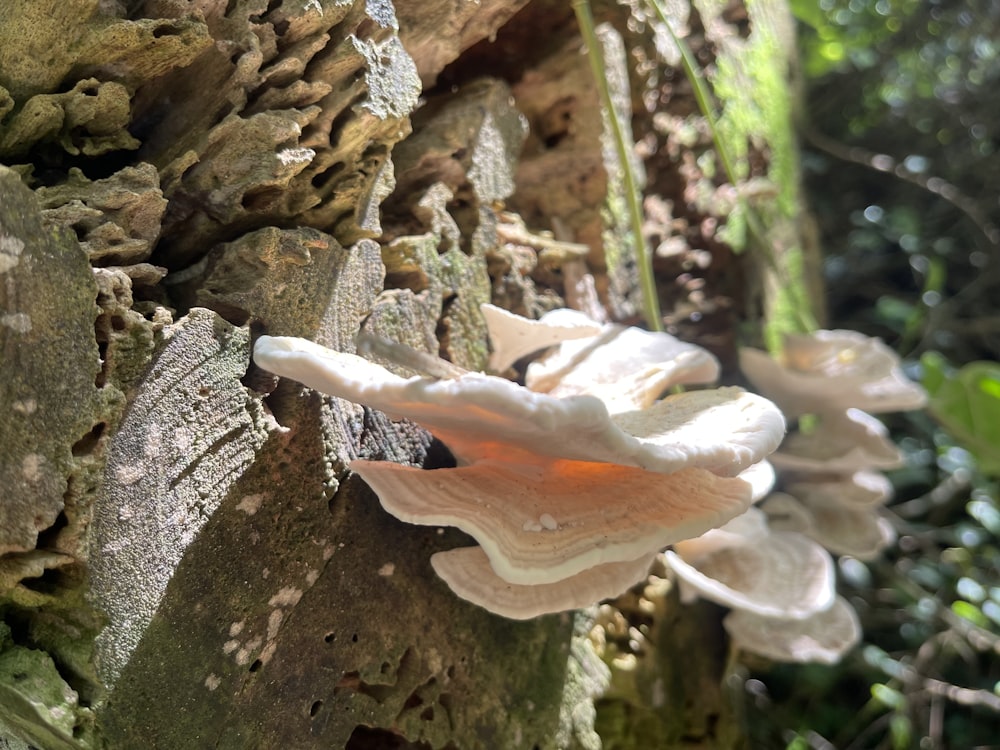 a white and orange mushroom growing on a tree stump