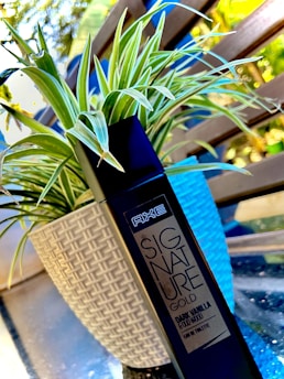 A black spray bottle labeled 'AXE Signature Gold' with dark vanilla and oud fragrance is placed in front of a white, textured plant pot that contains a green spider plant with long, thin leaves. The background consists of out-of-focus wooden slats and foliage, suggesting an outdoor or patio setting.