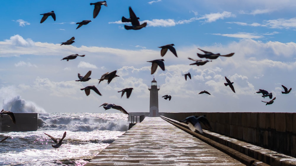 a flock of birds flying over a lighthouse