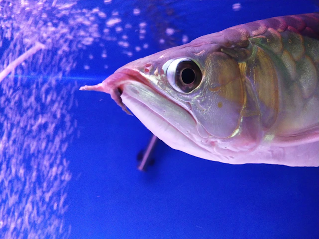 a fish with a long tail