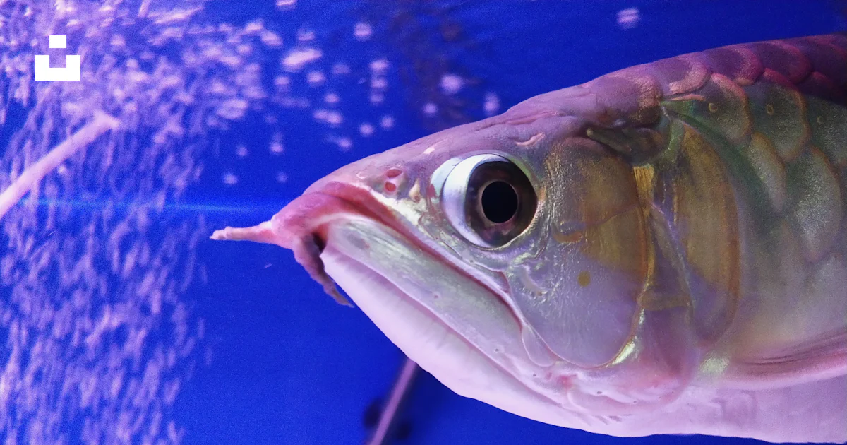 Un poisson à longue queue photo – Photo Poisson Gratuite sur Unsplash