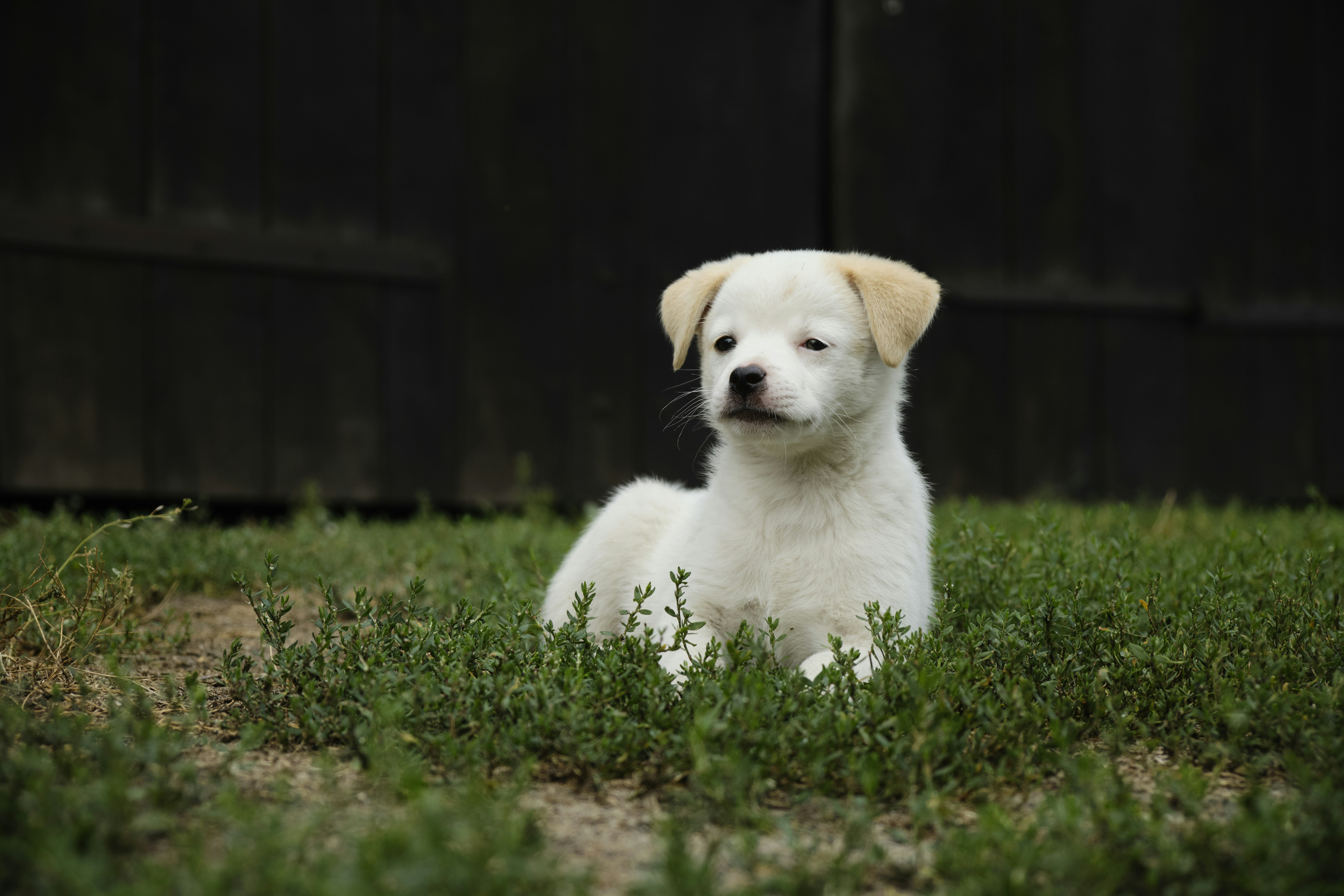 Puppy being measured