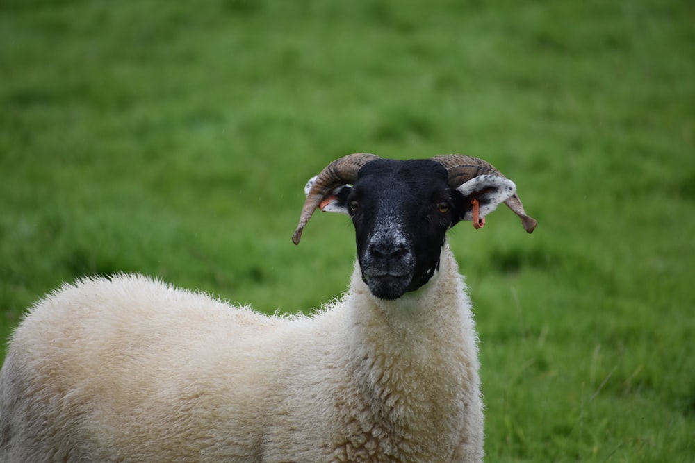 a sheep with horns in a field
