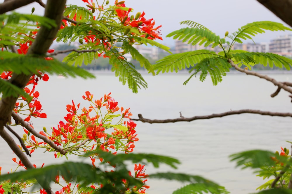 a tree with red flowers