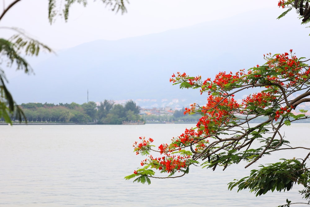 a tree with flowers by a body of water
