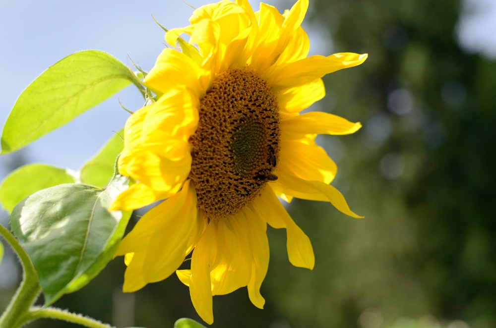 a yellow sunflower with green leaves