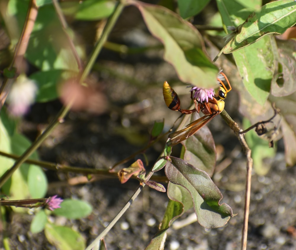 a bee on a plant