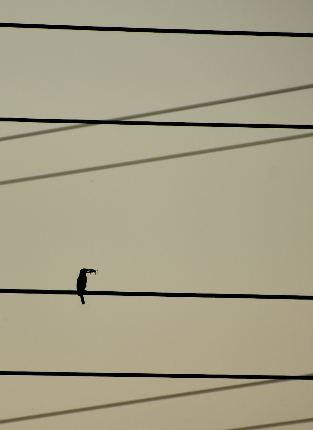 a bird on a power line