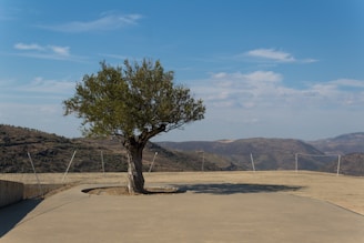 a tree in a field