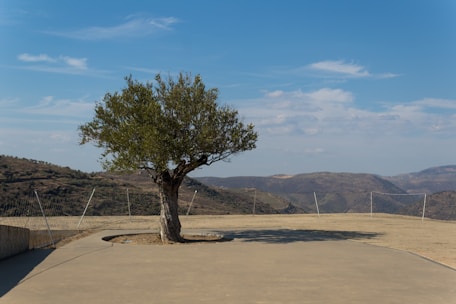 a tree in a field