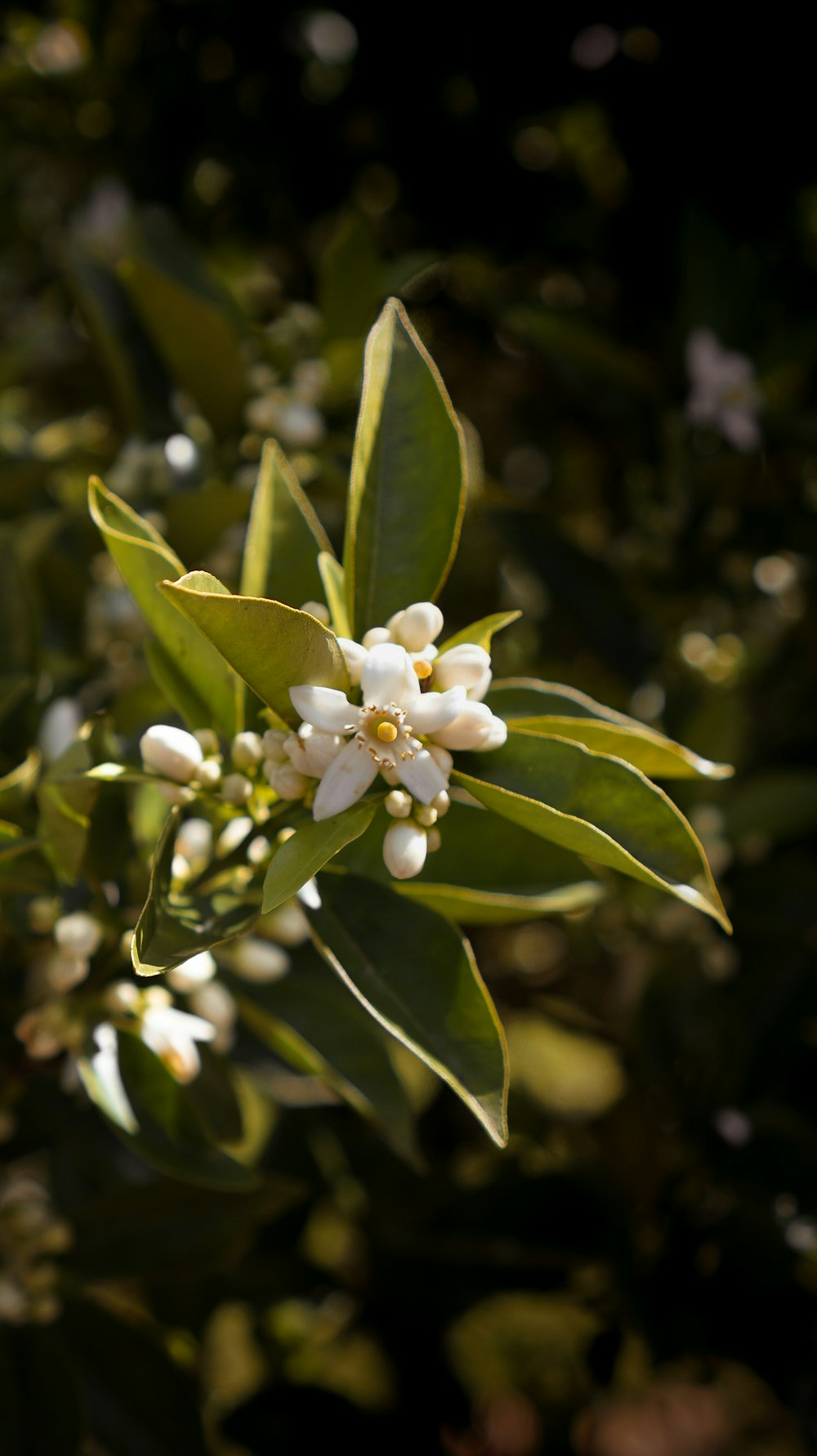 a close up of a plant