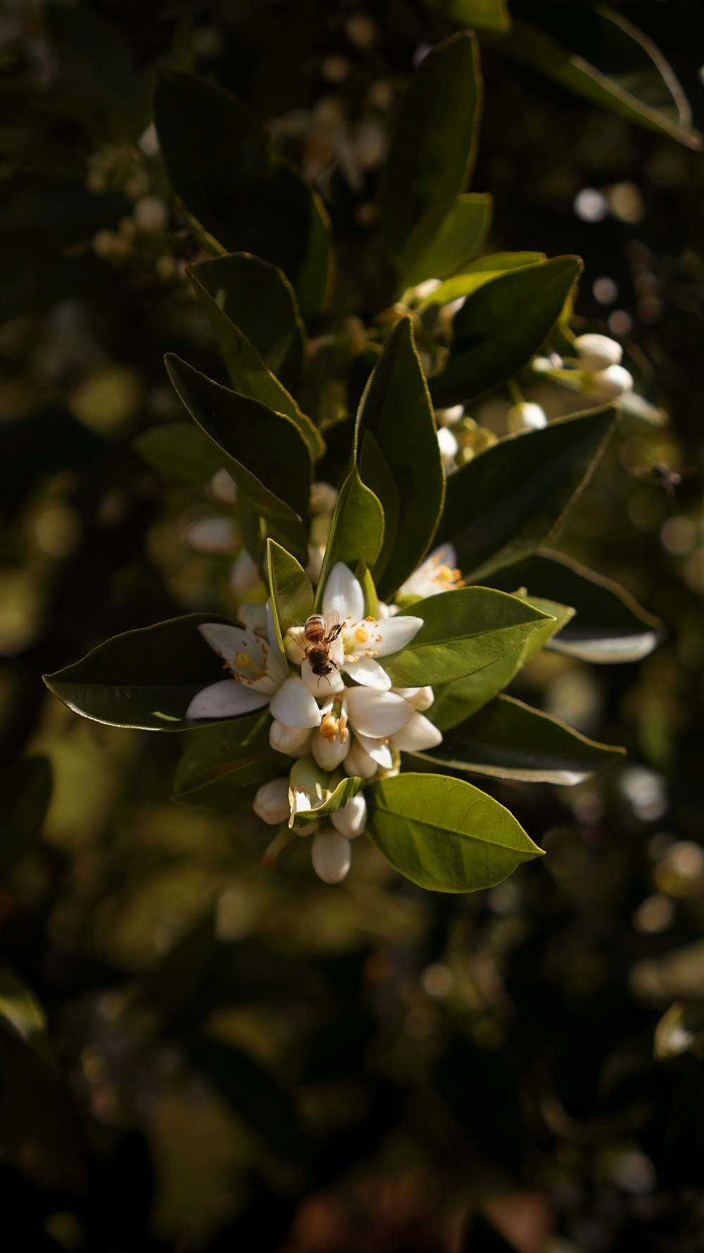 a close up of a flower