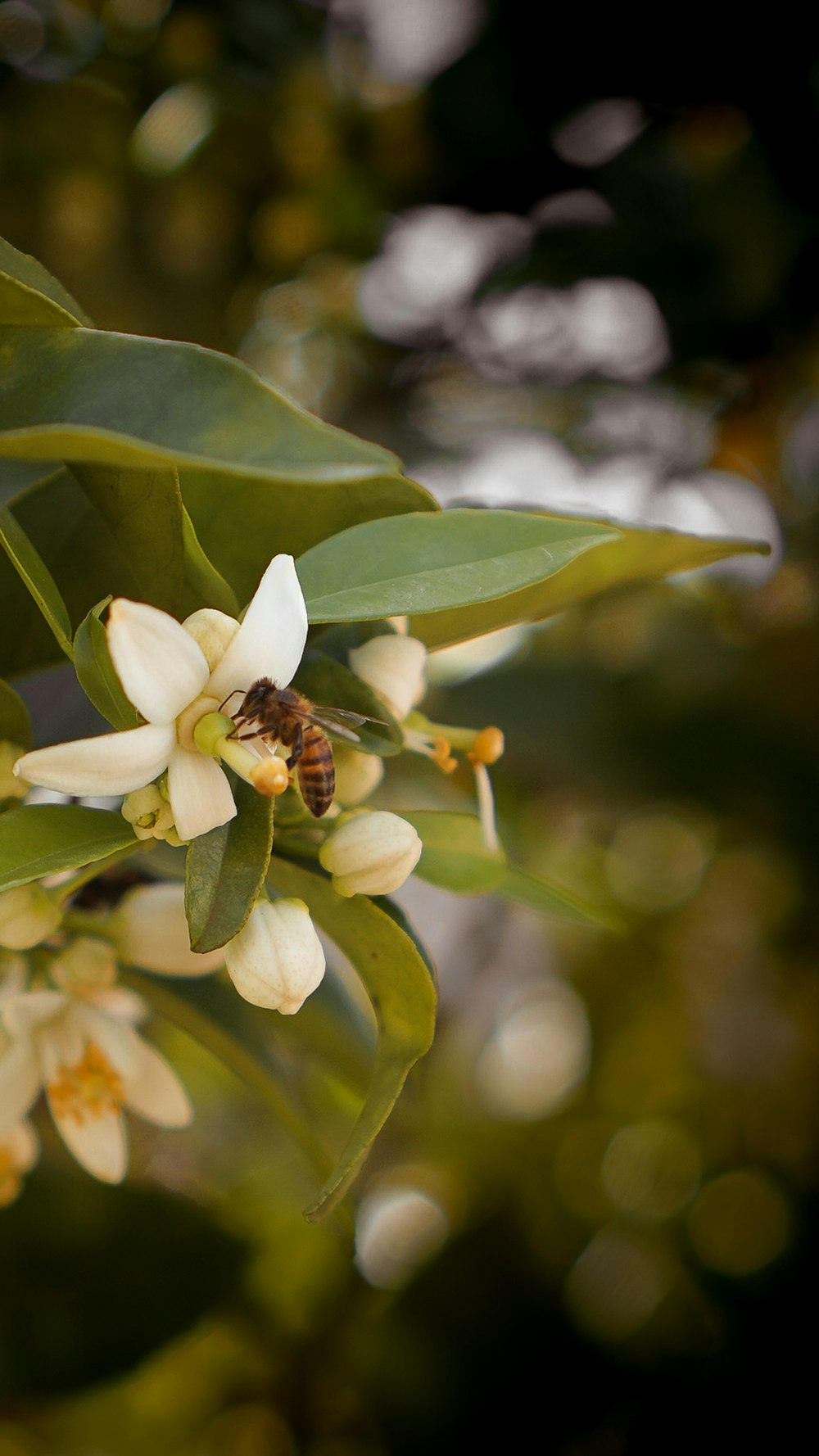 a bee on a flower