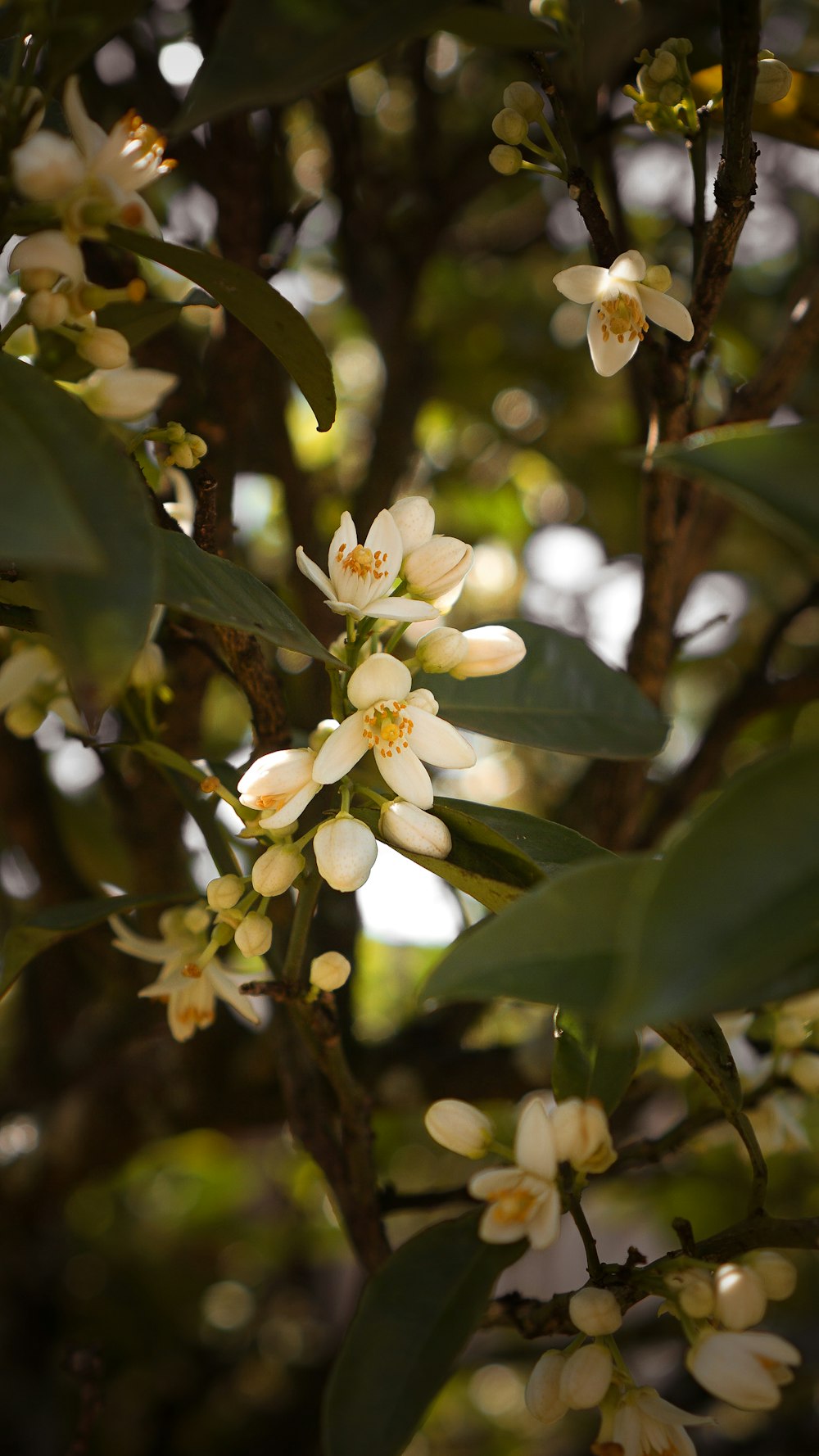 a close up of a tree branch with white flowers