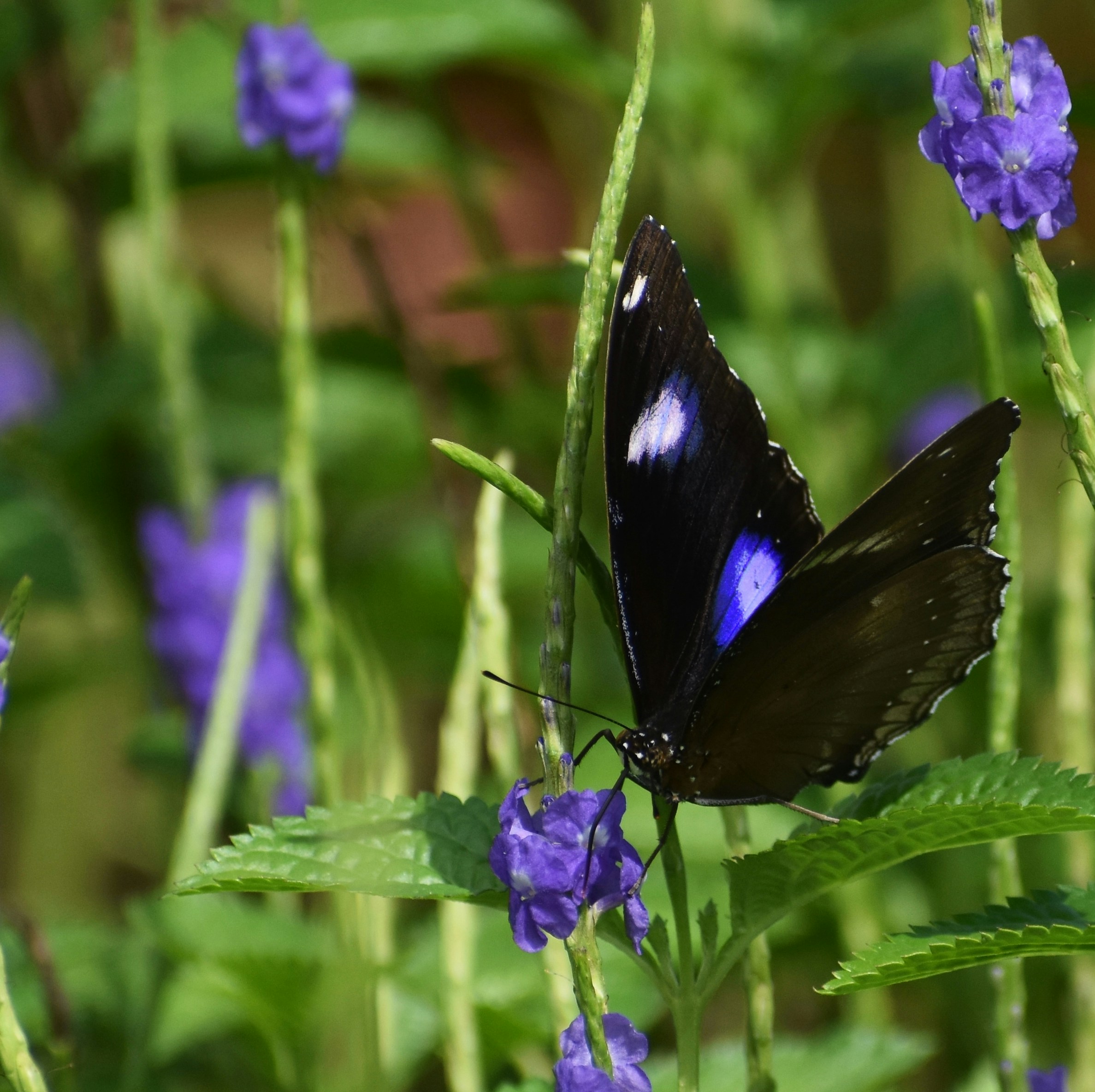 Great Eggfly Male!