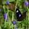 a butterfly on a flower