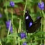 a butterfly on a flower