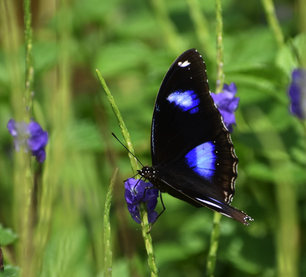 a butterfly on a flower