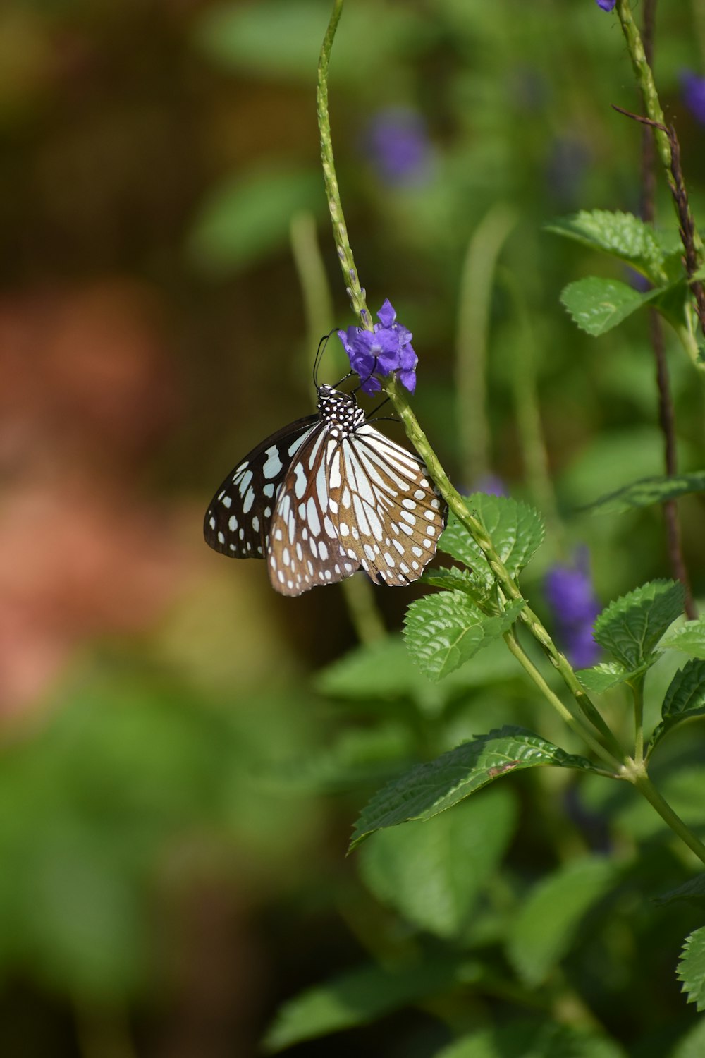 a butterfly on a flower