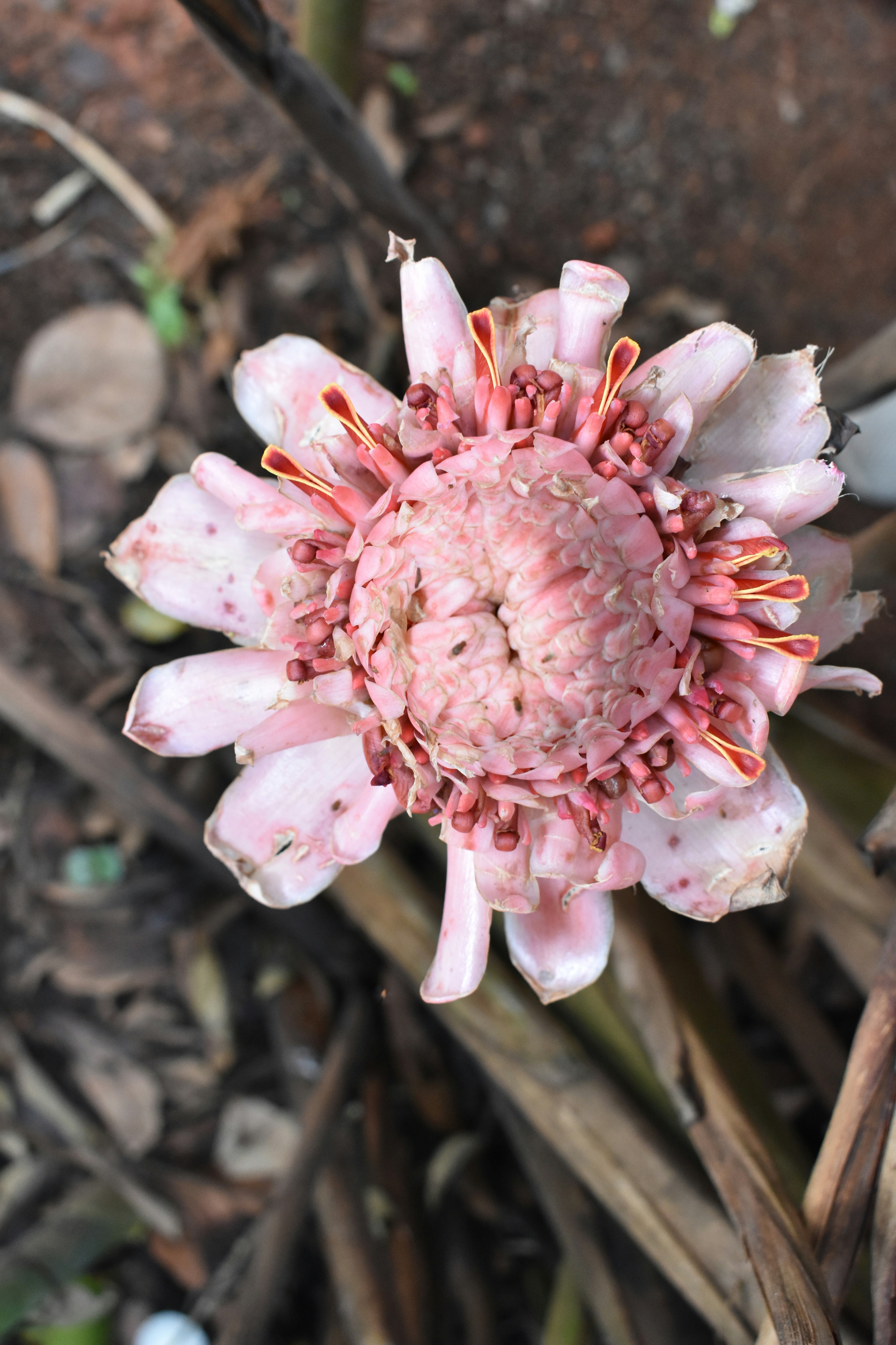 a close up of a flower