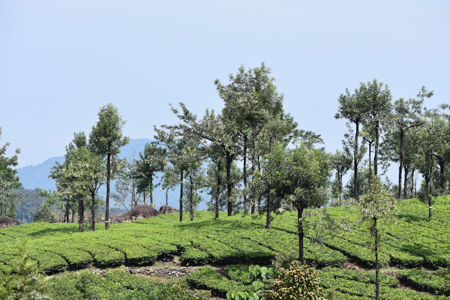 A field of trees in Munnar