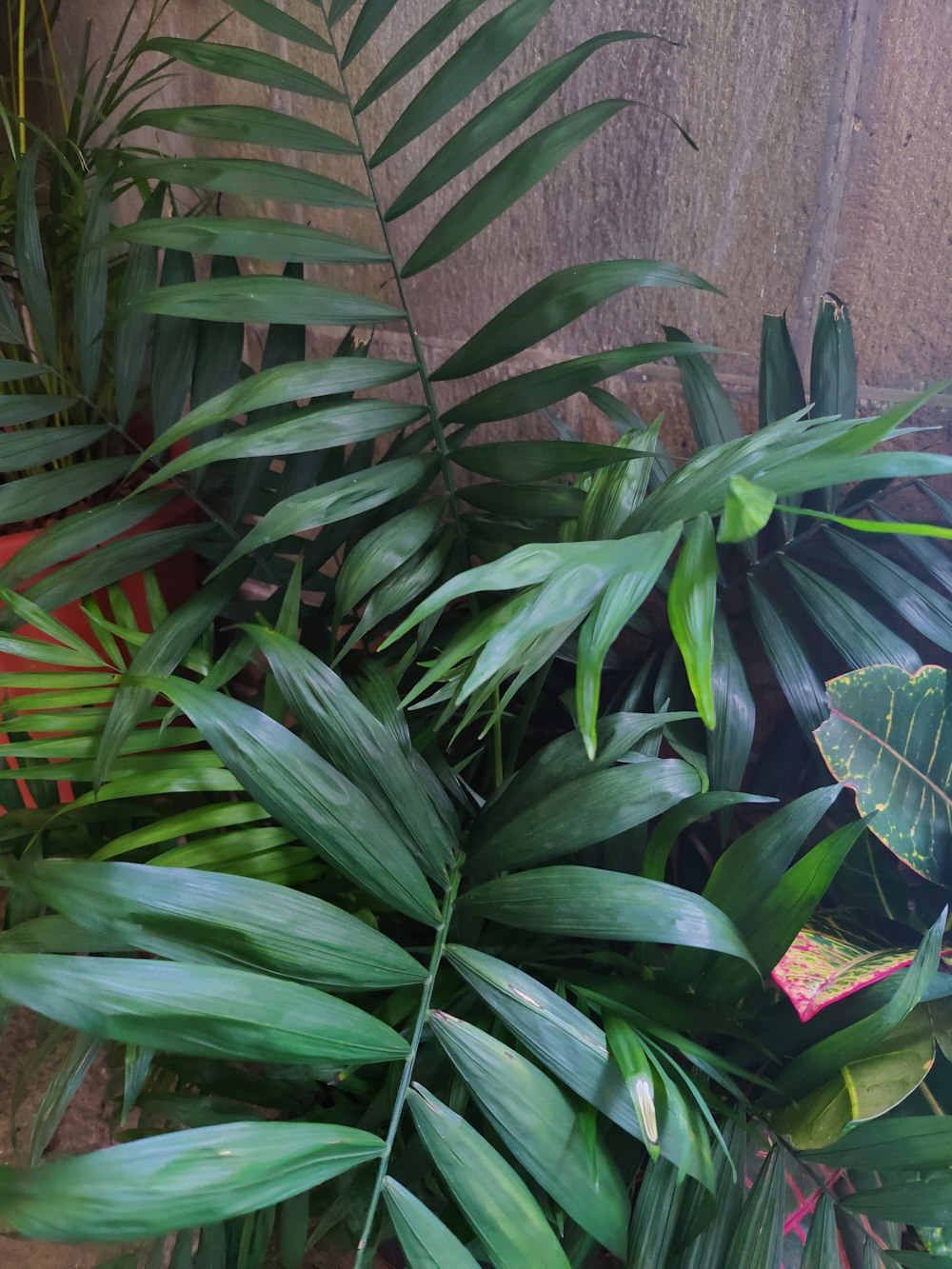 a group of green plants