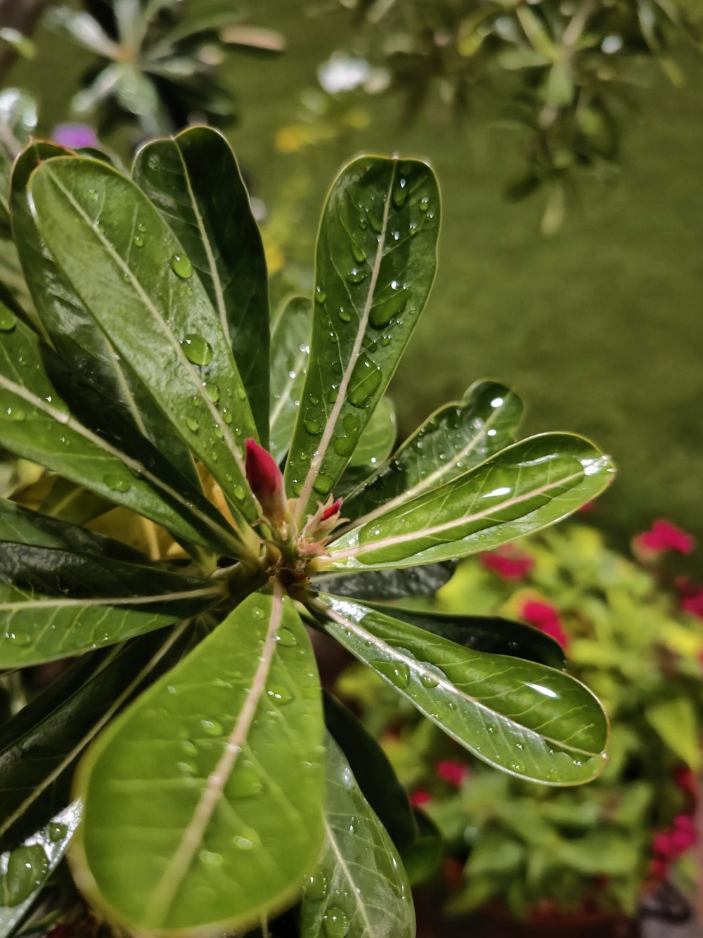 a close up of a plant