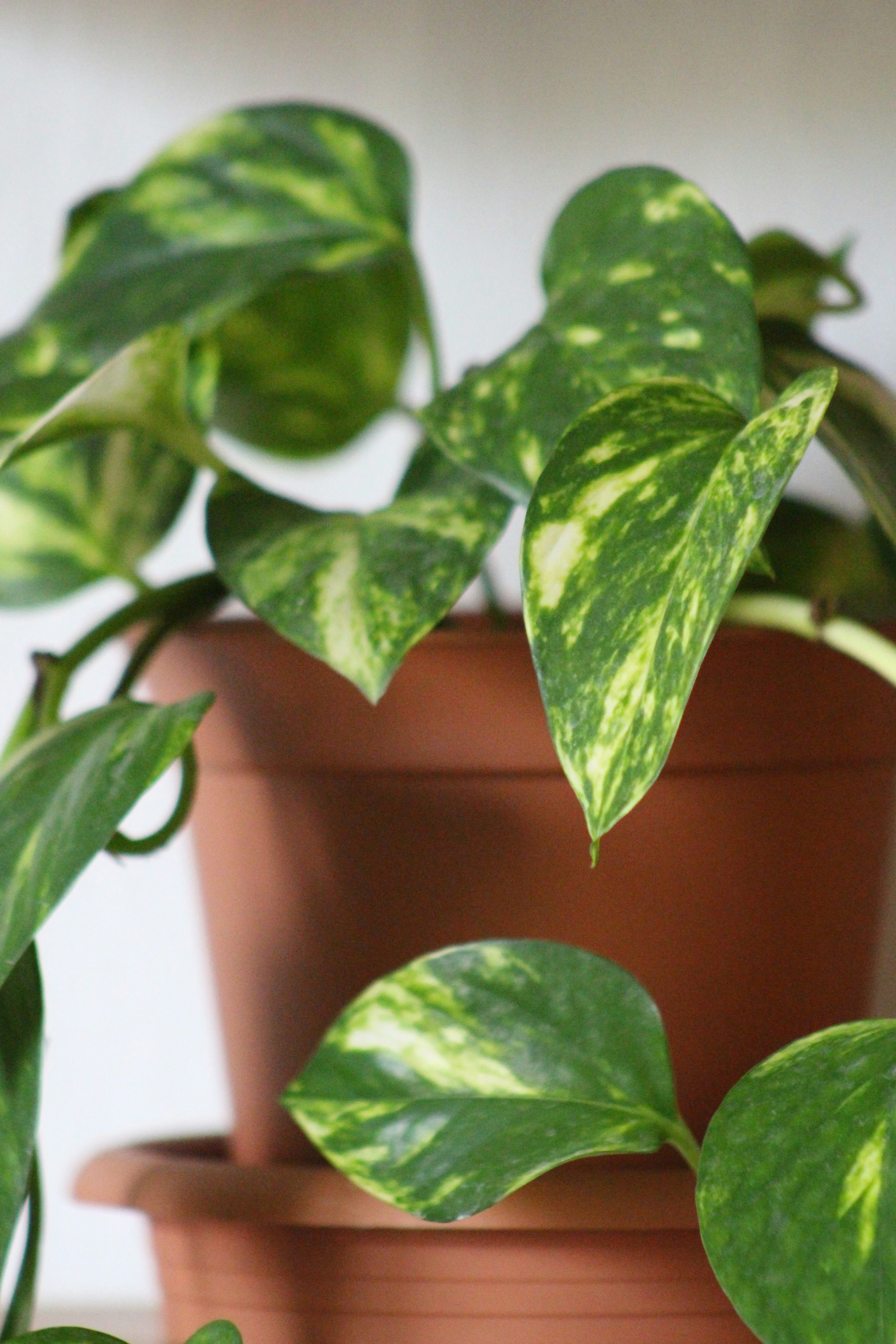 Pothos trailing plant in hanging basket