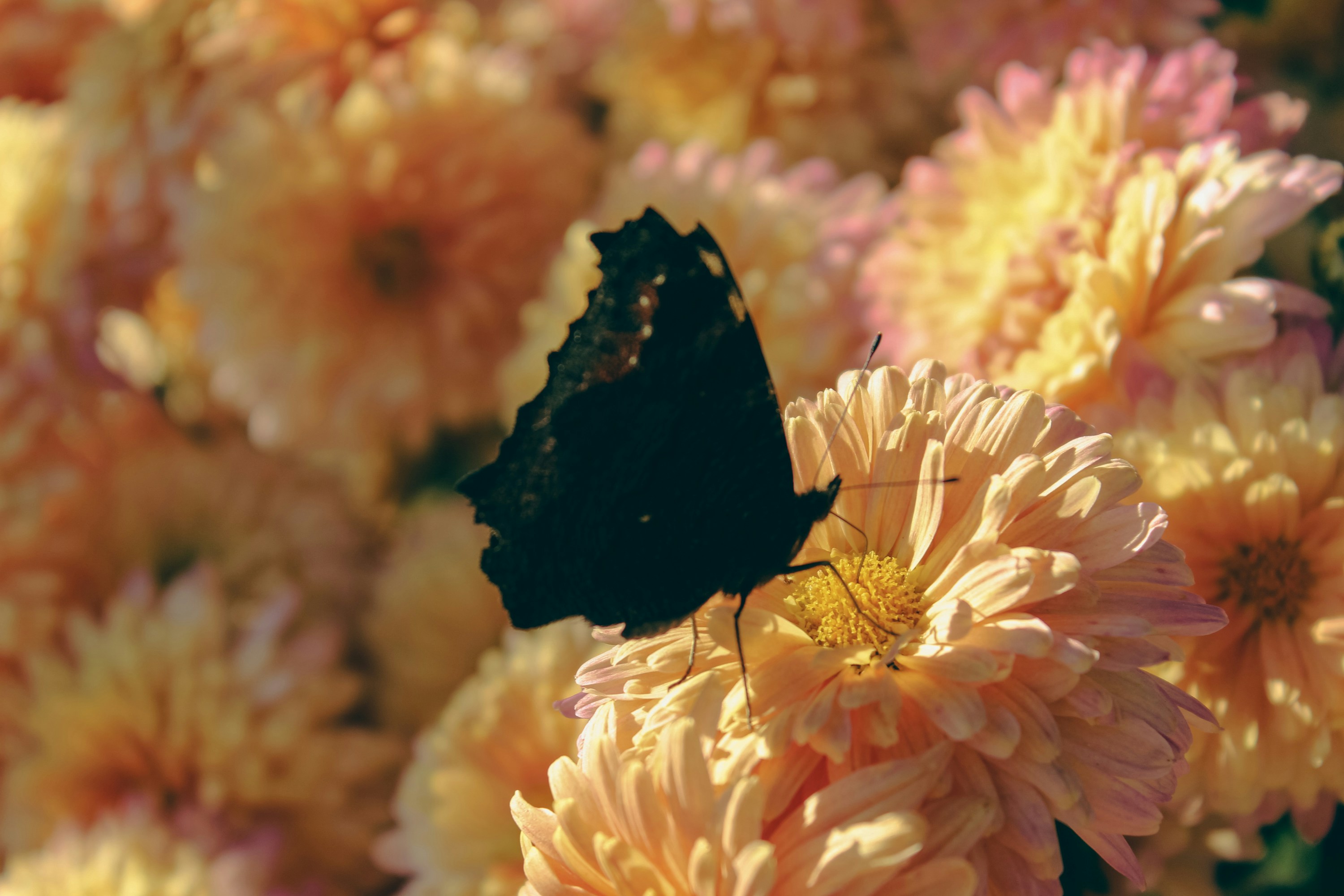 a butterfly on a flower