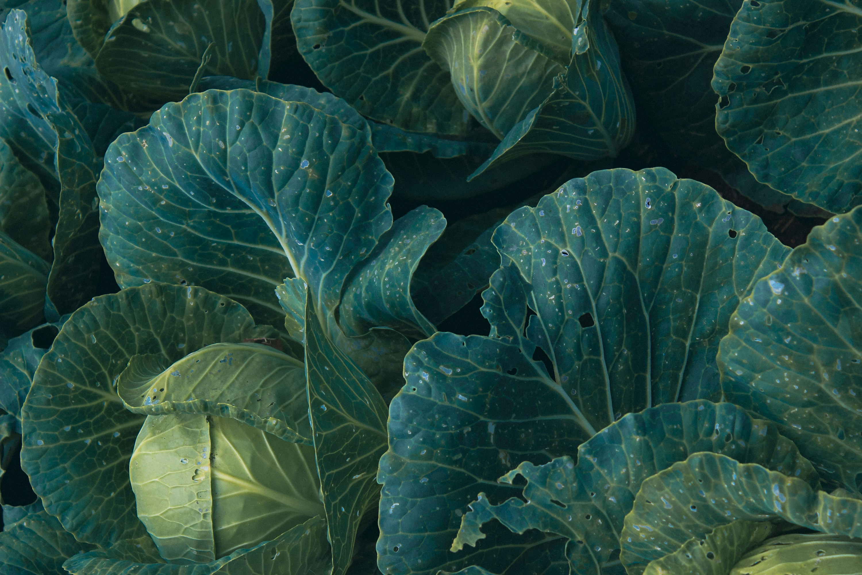 a group of green leaves
