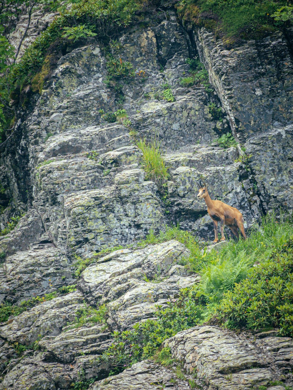 Un cervo in piedi su una collina rocciosa