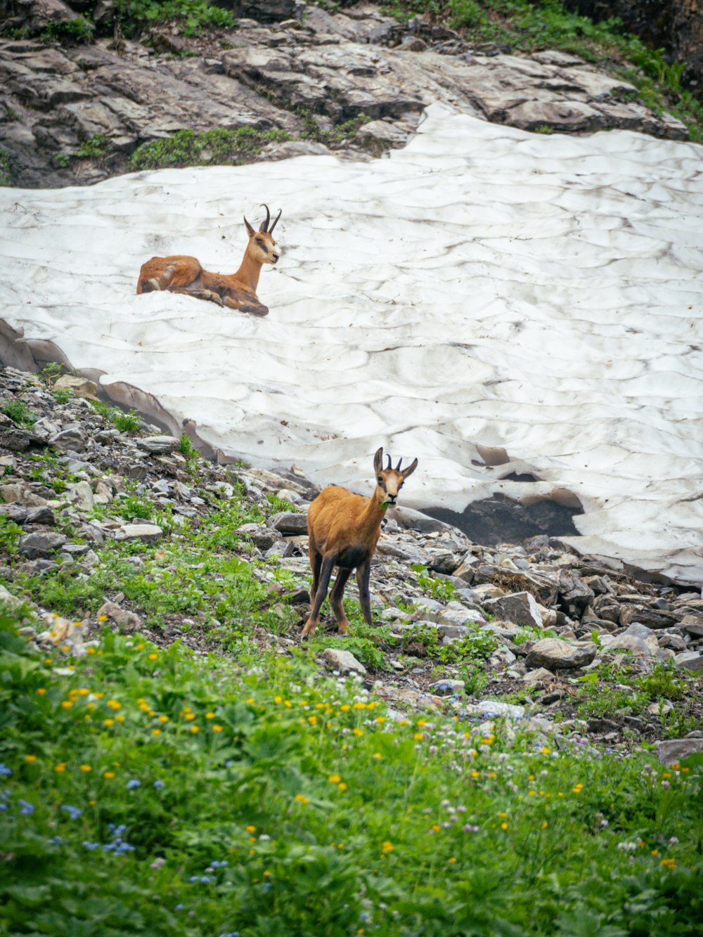 two deer on a rocky hillside