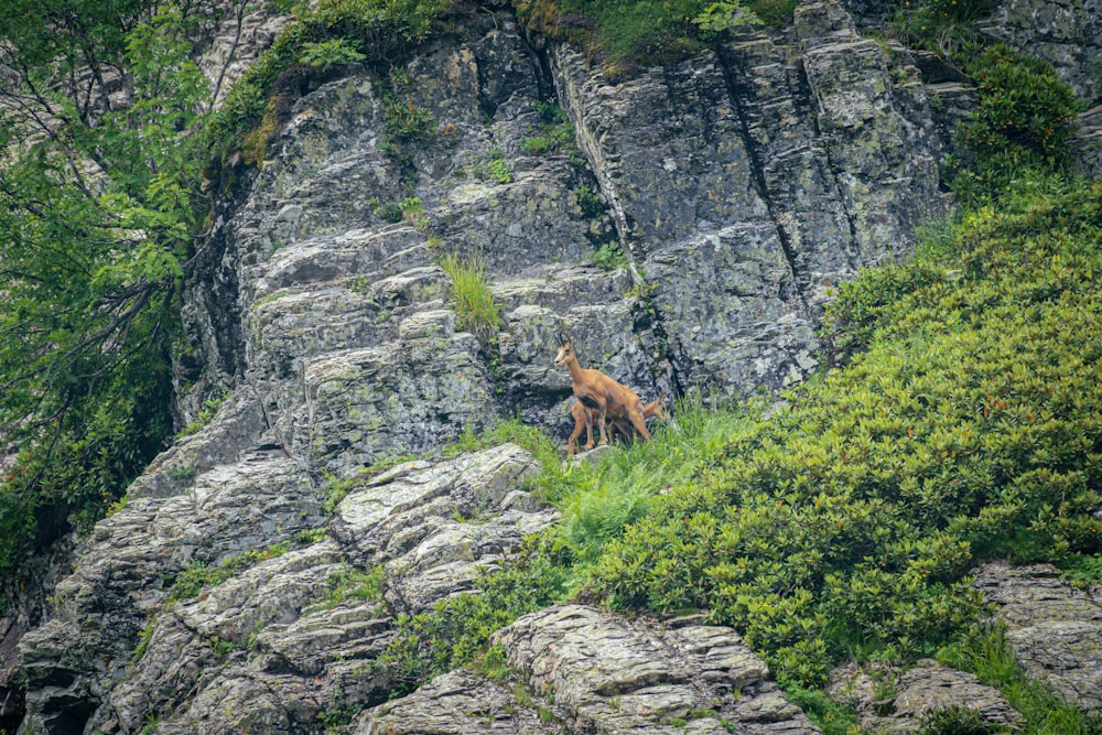 a fox on a rocky hillside