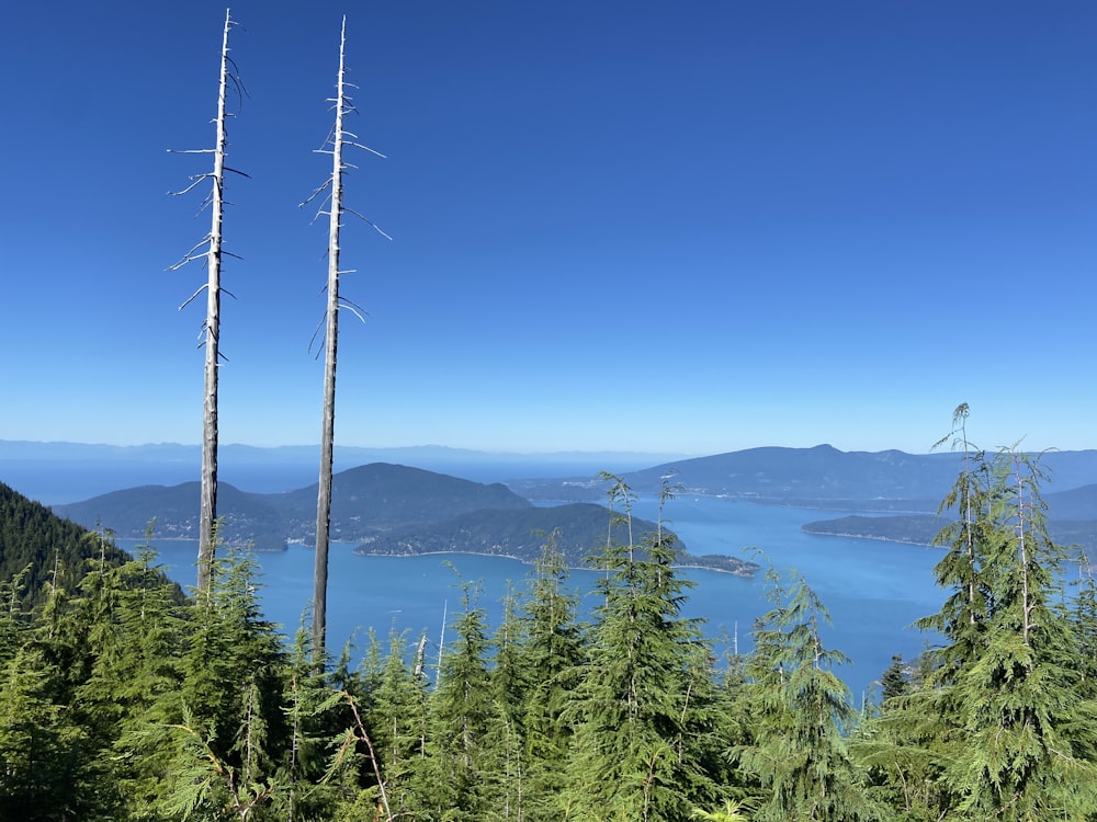 a body of water surrounded by trees