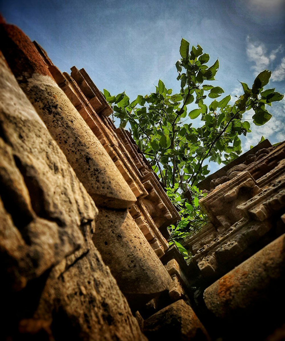 a tree growing out of a stone wall