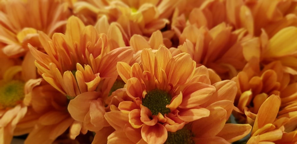 a group of orange flowers