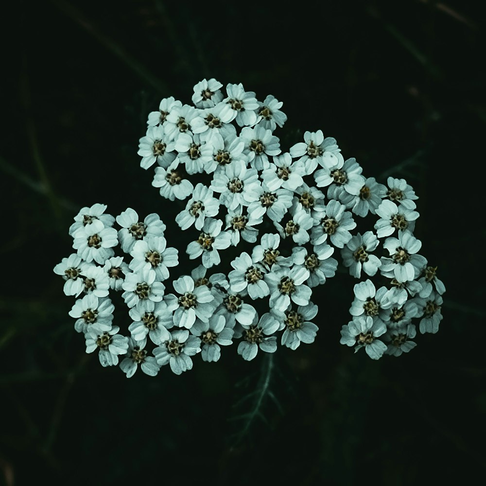 a close up of a flower