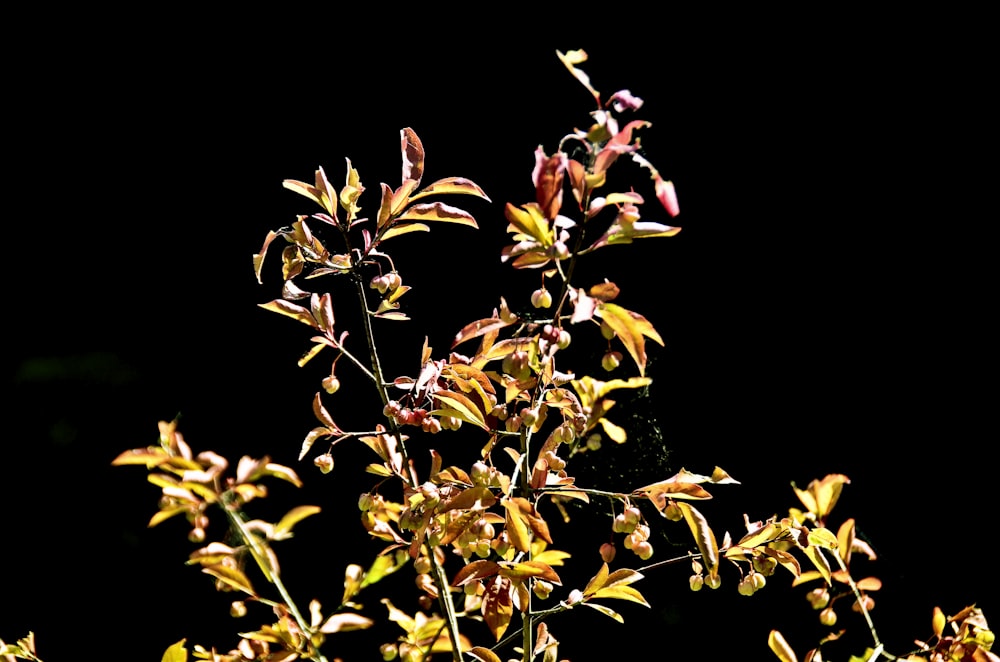 a close up of a plant