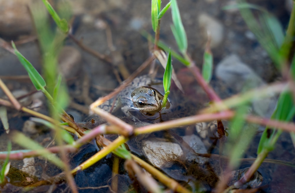 a frog on a branch