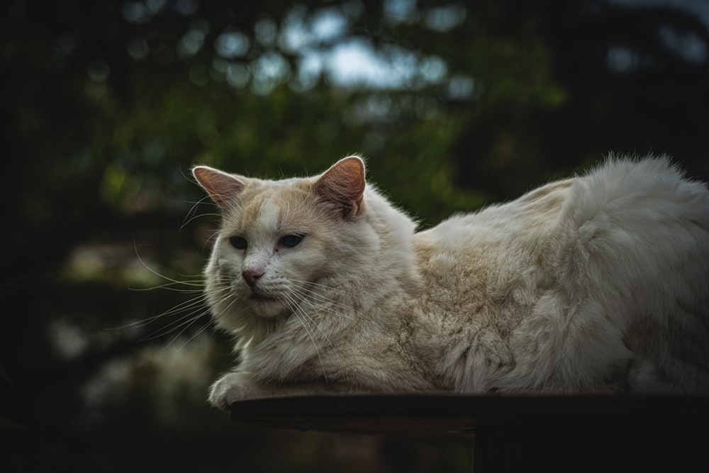 a cat lying on its back