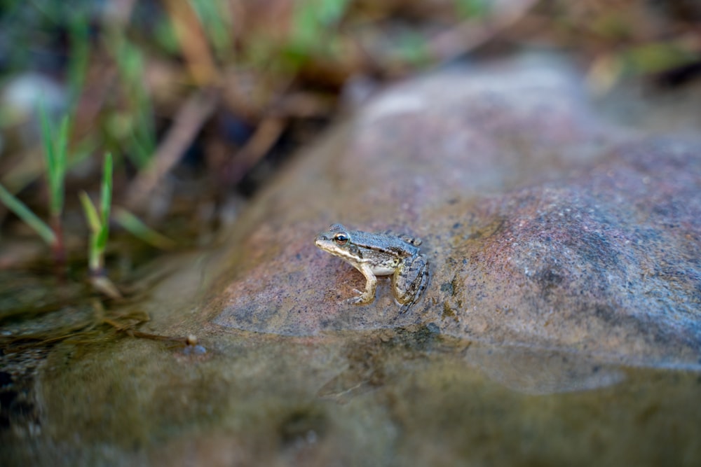 a frog on a rock