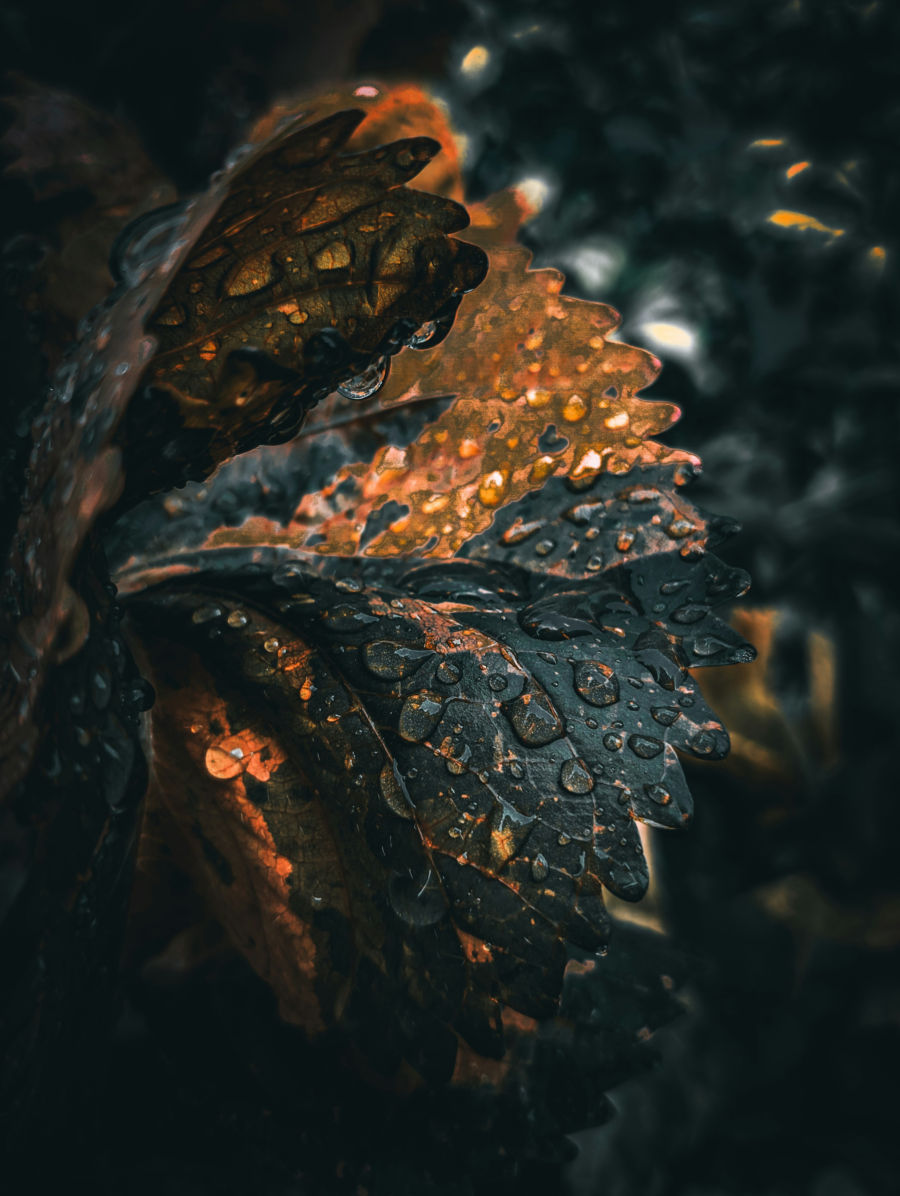 Photo by ankit_pai_n