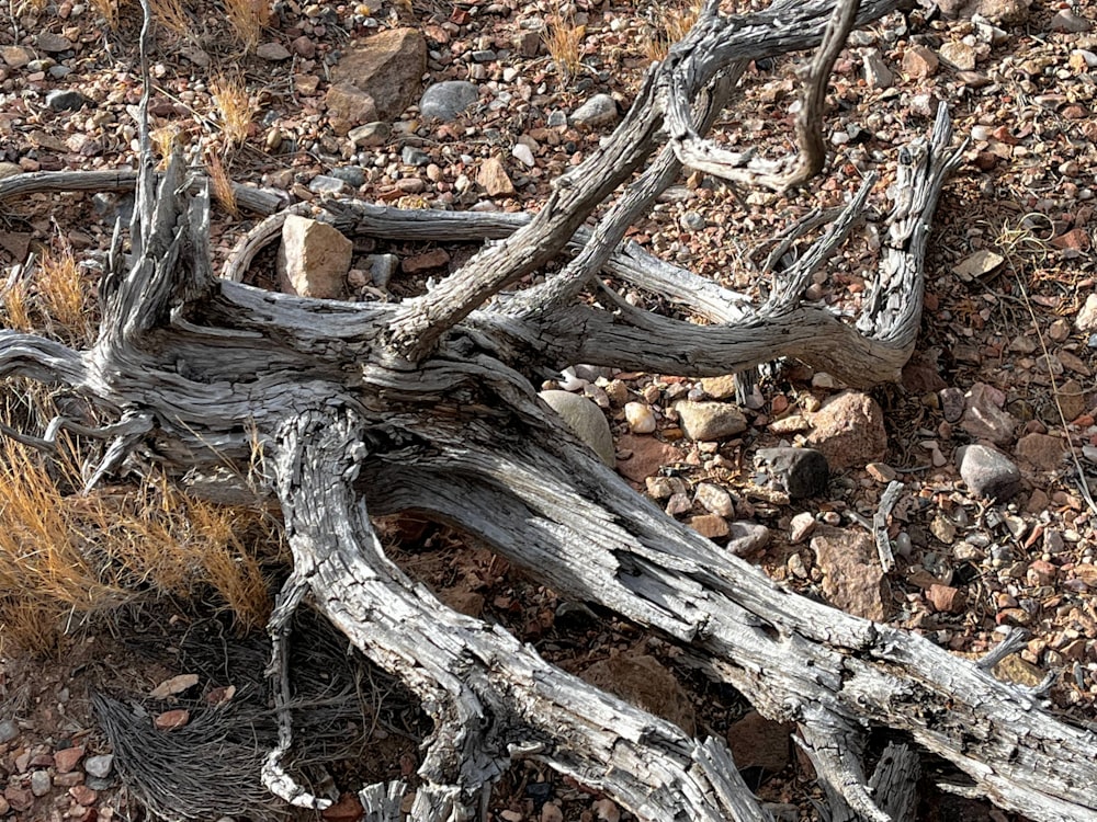 a tree branch on the ground