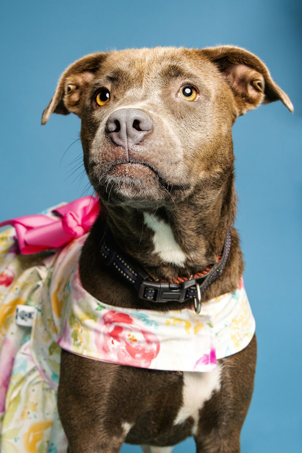 a dog wearing a vest