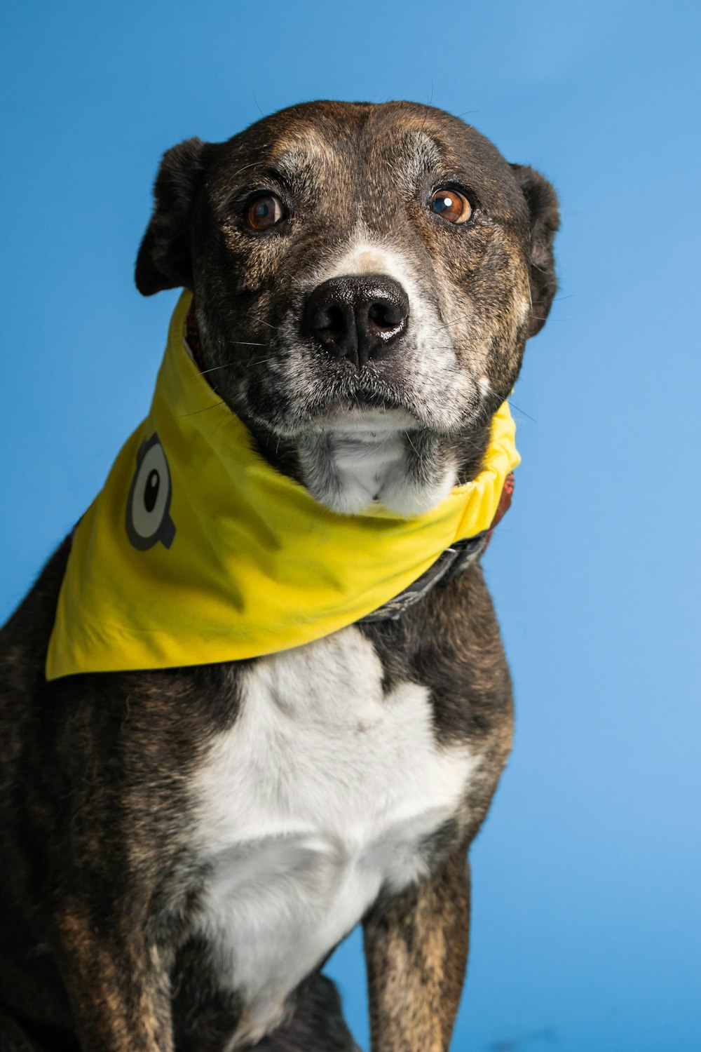 a dog wearing a garment