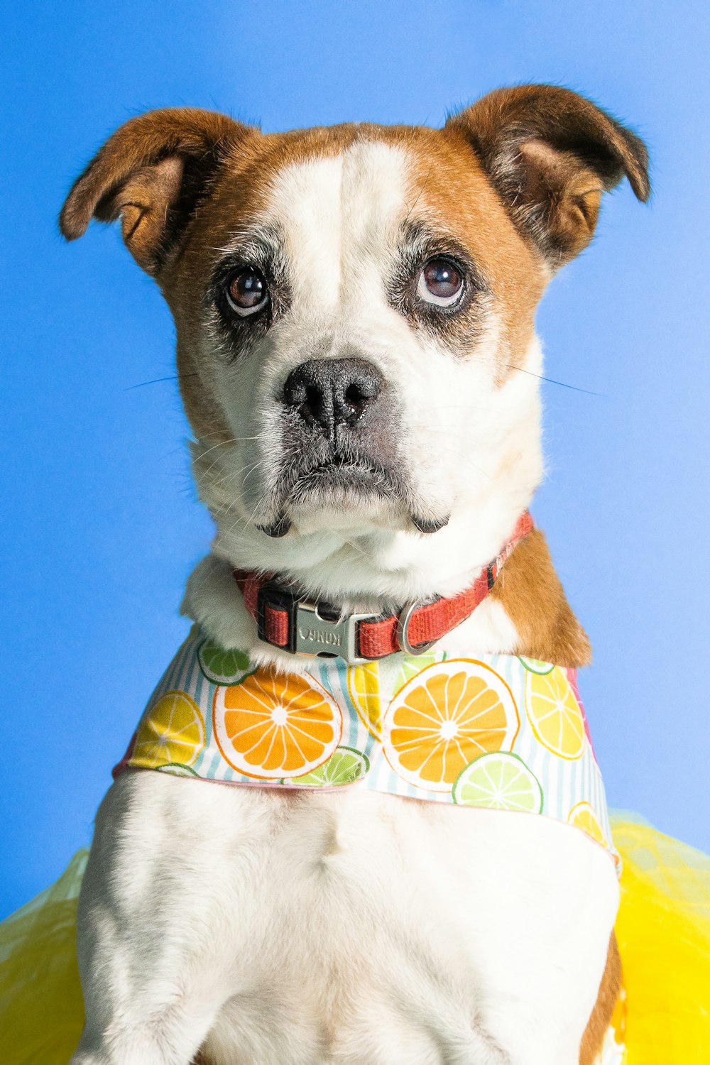 a dog wearing a garment